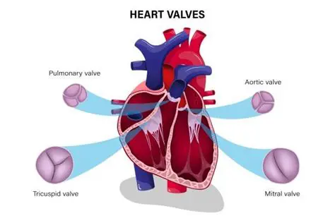 The Importance of Understanding Heart Valve Closure