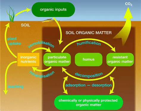 The Influence of Soil Humidity on the Development of Generative Organs of Several Soybean Genotypes