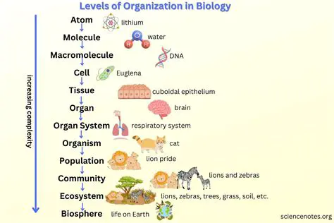 The Levels of Organization in Biology