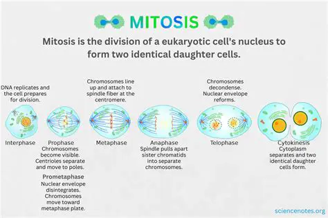 The Limitations of Mitosis