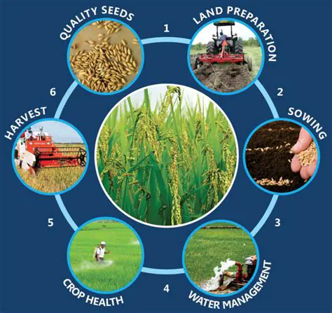 The Mechanics of Planting Rice