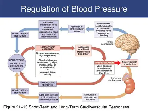 The Mechanisms of Regulation of Blood Pressure