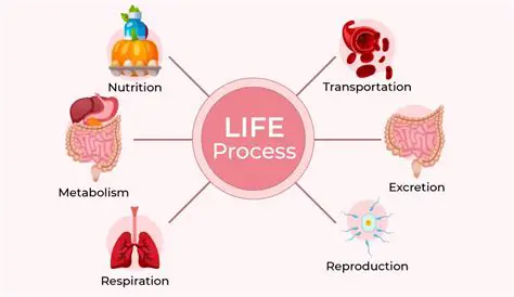 The Process of the Reaction
