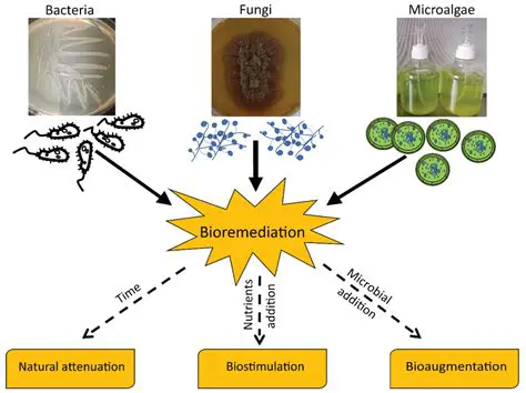 The Role of Bacteria in Product Production