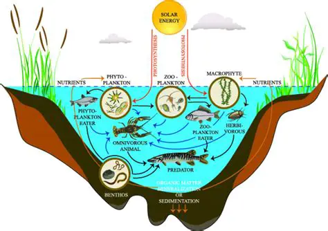 The Role of Depth in Lake Ecosystems