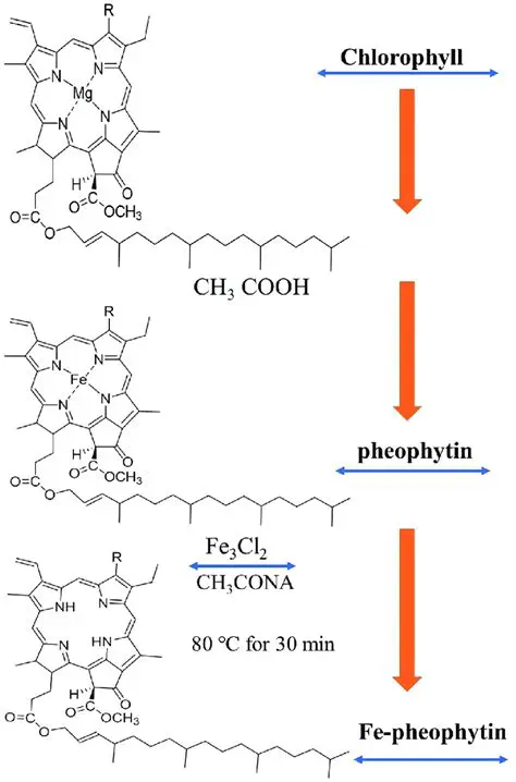 The Role of Pheophytin in the Q Cycle