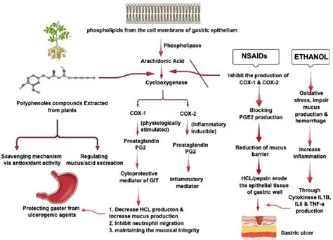 The Role of Prostaglandin in Gastrointestinal Mucosa