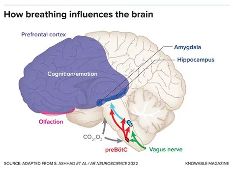 The Role of the Brain in the Control of Breathing