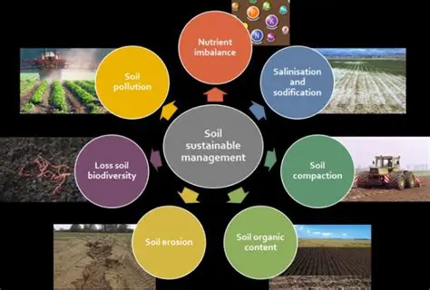 The Role of TKS Compost in Improving Soil Conditions