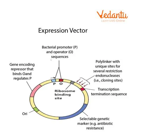 The Structure of the Expression