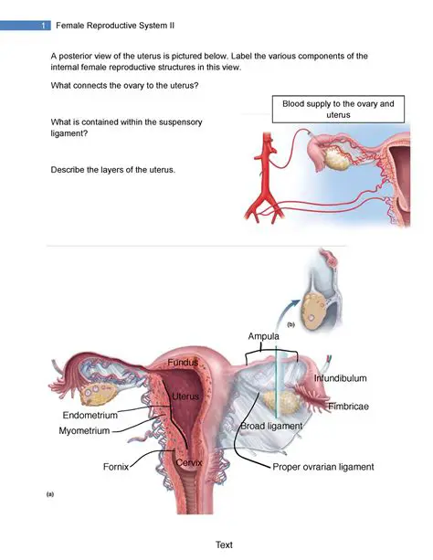 The Uterus and Menstruation