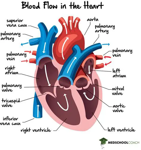 Twenty Terms Related to Circulation