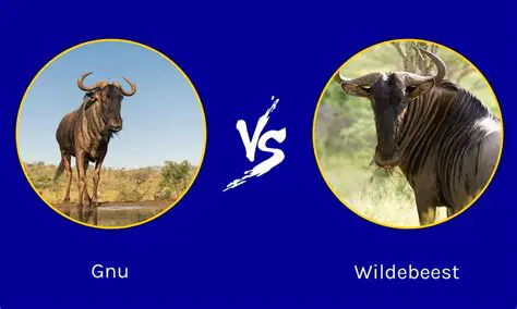 Understanding nnmaildir and Gnus