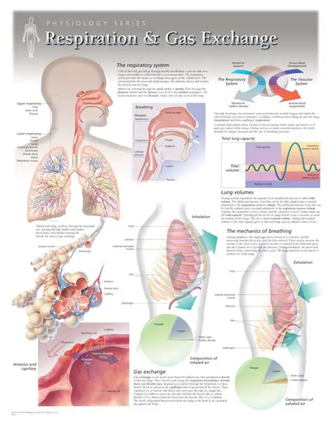 Understanding Respiratory Function