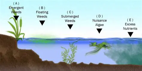 Understanding the Concept of Highpiece of Aquatic