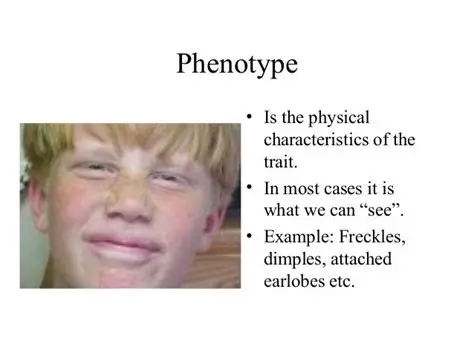 Understanding the Genetics of Freckles